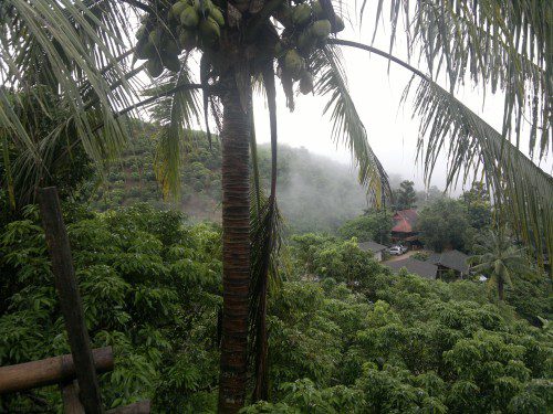 Home stay nella giungla