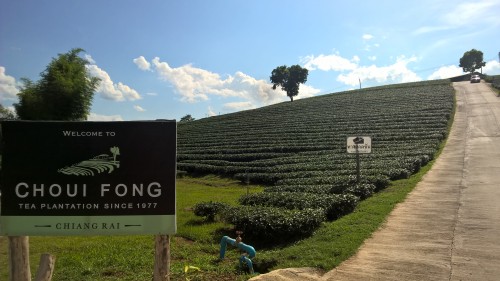 piantagione Choui Fong