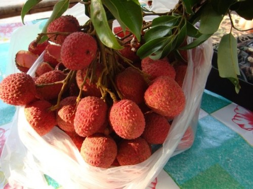 Il frutto Lychee