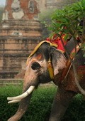 thai-elephantcc