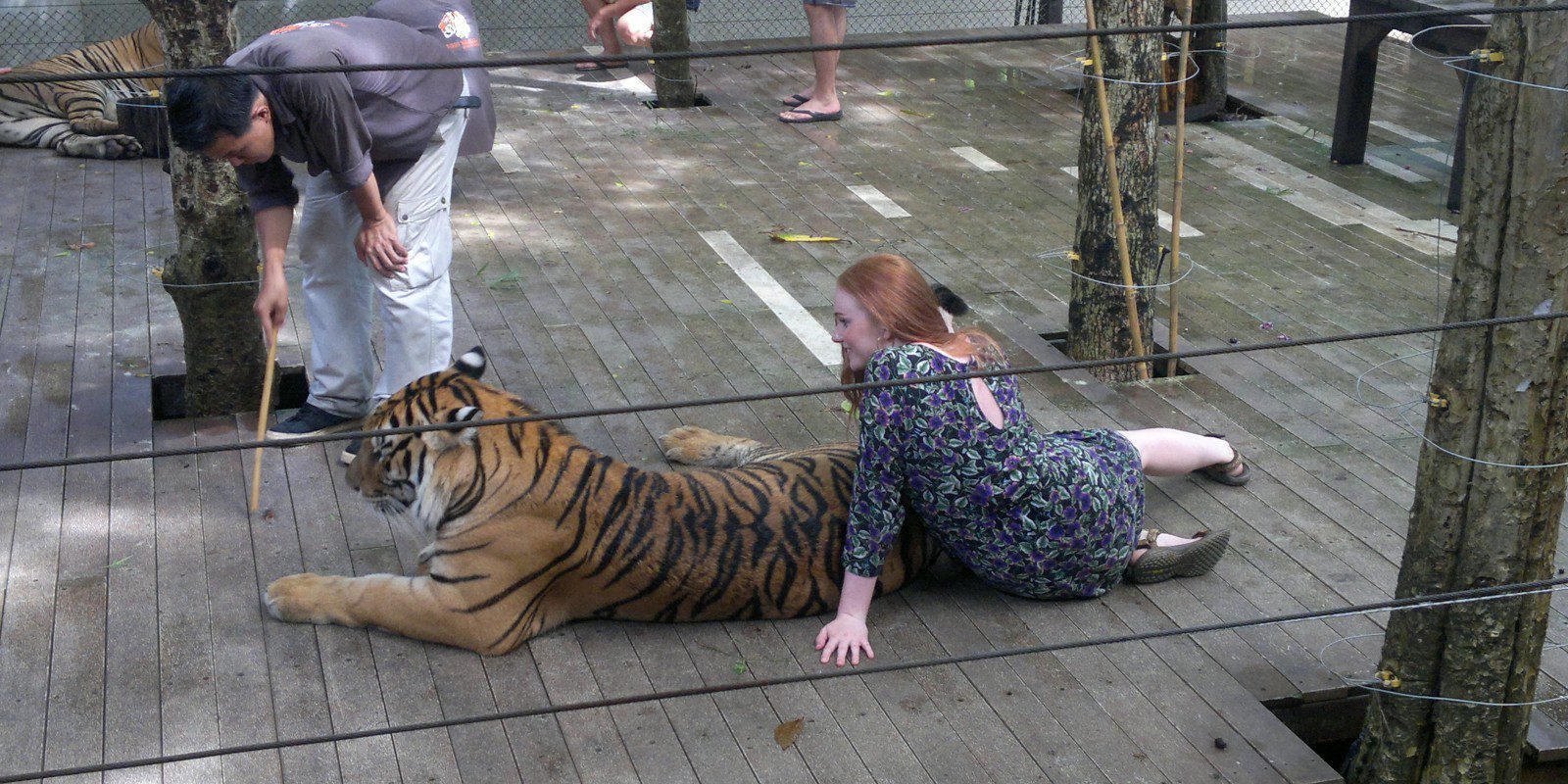 Tiger Kingdom