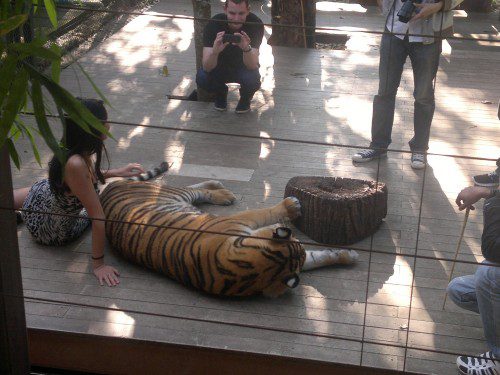 tiger kingdom