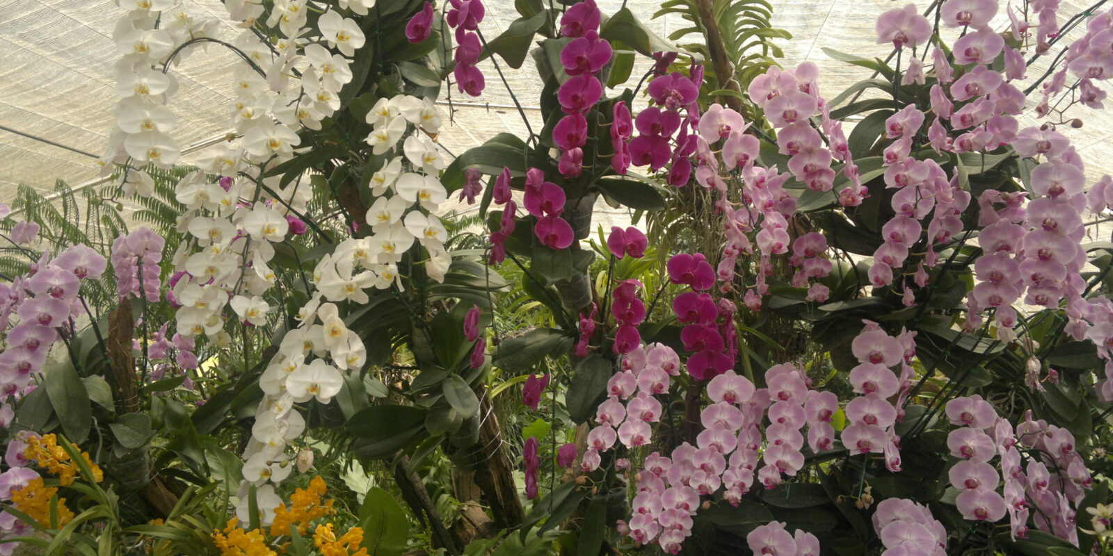 Queen sirikit botanic garden, Chiang Mai