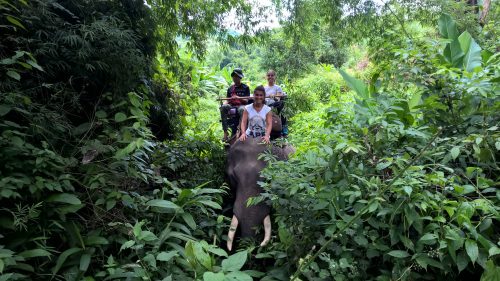 trekking nella giungla con elefante