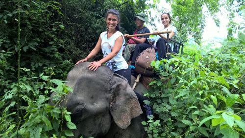 trekking nella giungla, escursione in elefante