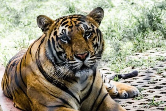 tiger kingdom
