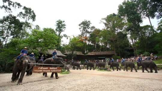 maesa elephant camp