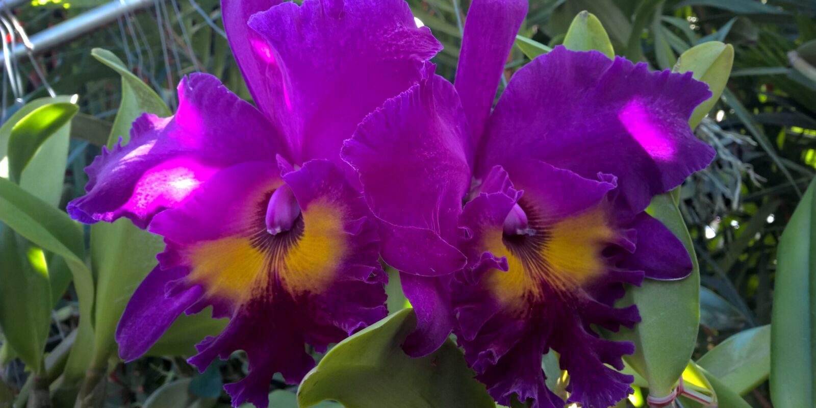 organizzare un viaggio in Thailandia