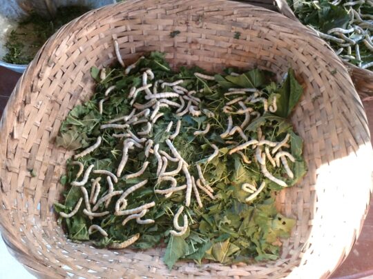 Essiccazione filati di seta naturali