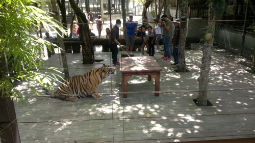 Tiger Kingdom